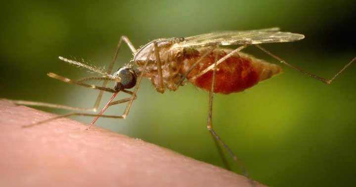 Ottawa resident dies from rare and deadly mosquito-borne virus