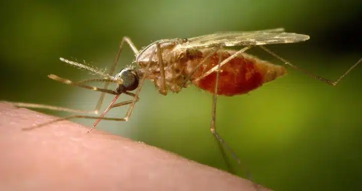 Ottawa resident dies from rare and deadly mosquito-borne virus