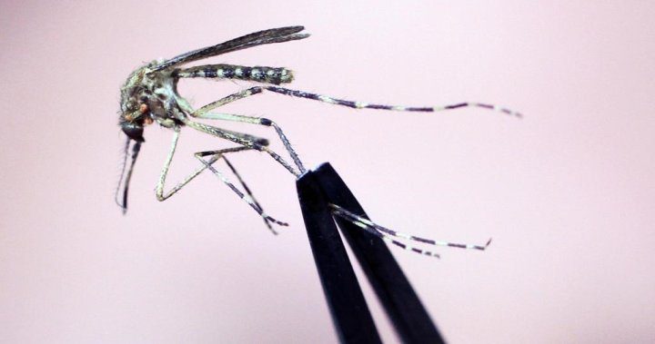 Never heard of eastern equine encephalitis? Cases are ‘likely underreported’ – National